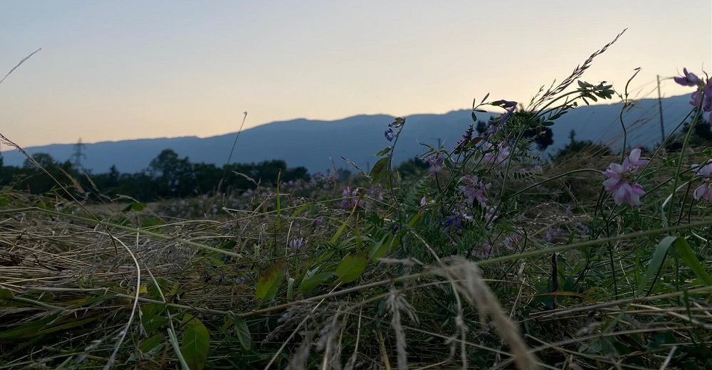 Vue sur du foins et des fleurs violettes et blanches ainsi que sur les montagnes du Jura en arrière plan
